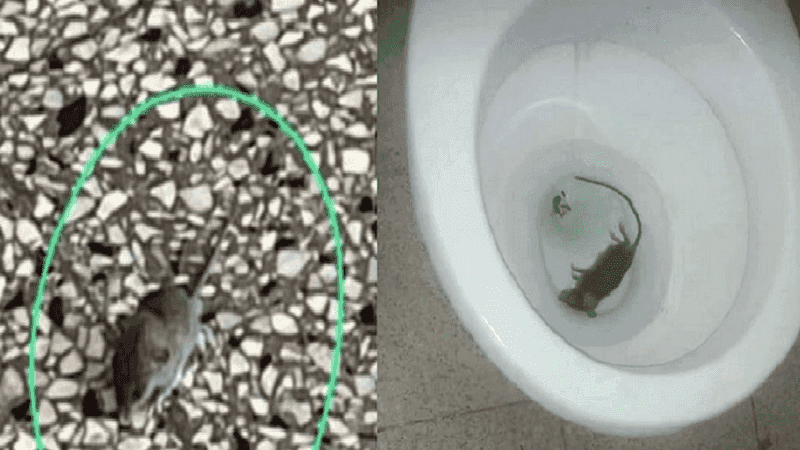Denuncian invasión de ratas en la Escuela N° 4 «Álvarez Thomas» de Agronomía