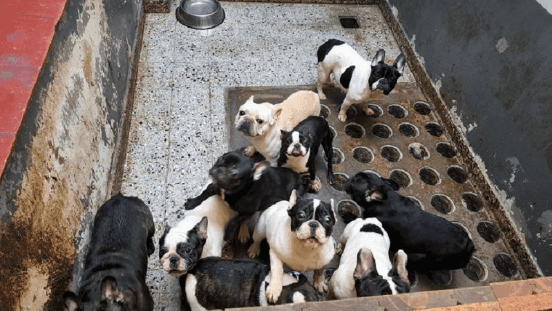Rescatan a 26 perros maltratados de un criadero ilegal de Villa Crespo