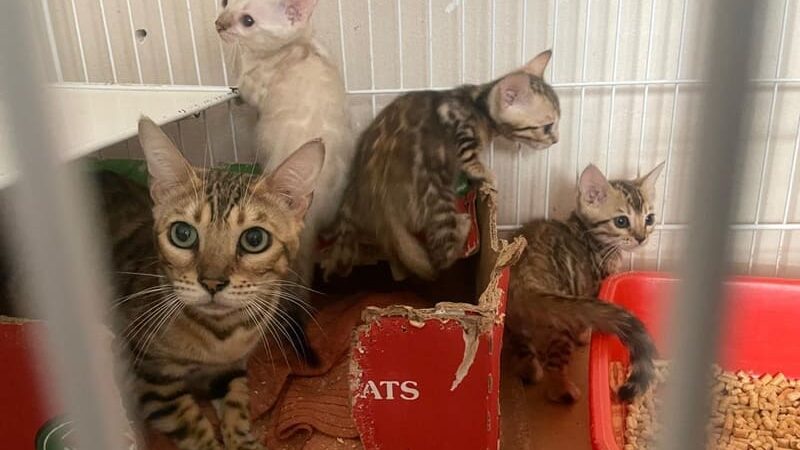 Rescataron 18 gatos y 15 perros en dos allanamientos en Villa Crespo y Devoto