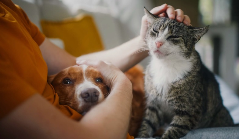 Adopción mascotas